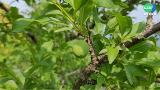 苗栗李子寒害結果率差 估災損約2千萬
