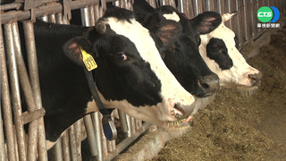 烏俄戰爭國外飼料飆漲! 牛奶價格恐漲1成