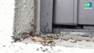 螞蟻窩釀禍! 校園火災警報器響整夜