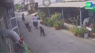 2狗狂吠阻牠進門 母女檔聯手勇抓眼鏡蛇