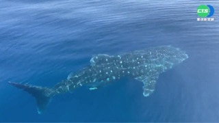 高雄南寮海釣遇稀客 5米豆腐鯊船邊繞圈圈