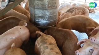 飼料翻倍漲"養一頭賠一千" 養豬農喊苦!