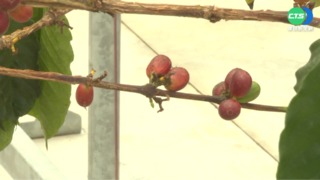 國內首次國際咖啡品種論壇 高手雲集