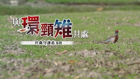 珍禽守護者系列｜與環頸雉共處｜華視新聞雜誌