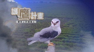 珍禽守護者系列｜黑鳶來了 農村護鷹計畫｜華視新聞雜誌