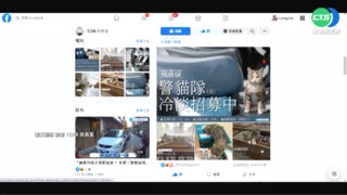 愚人節最"萌"玩笑! 台中招募"貓警隊"