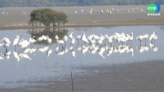 全球黑面琵鷺普查 台3824隻占62%新高