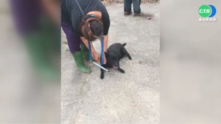 狗追車咬人頻傳 台南動保處祭"管訓"防範