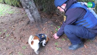 烏軍也有"汪汪隊"! 靈敏嗅覺揪地雷