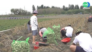 力保蒜農心血 雲縣調派受刑人幫搶收