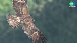 衛星追蹤珍貴猛禽! 林鵰"翹家路徑"全紀錄