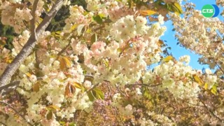 四月賞晚櫻 台中福壽山.武陵農場正繽紛