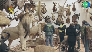 西班牙破獲走私倉庫 上千標本值逾9億