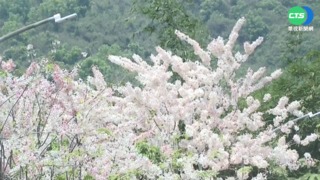 週末fun一下! 高雄花旗木爆發 青梅大又脆