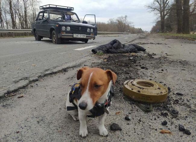另類烏克蘭英雄 「掃雷犬派頓」超強技能拯救生命 | 華視新聞