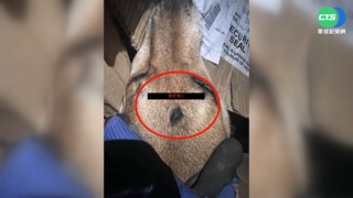 花蓮鹽寮貓狗頻傳死亡 疑遭改造槍濫殺