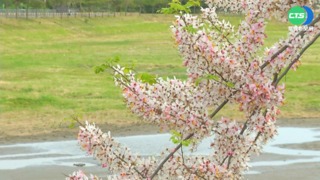仁德"綠蔭廊道"百花齊開 花海湧民眾搶拍