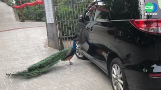 "倒影誤認敵人" 公孔雀展翅狂啄車門