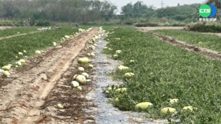 南警啟動"護瓜勤務" 空拍機夜間防賊
