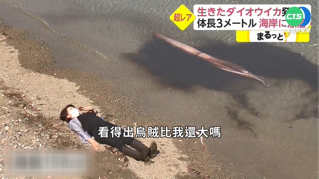 日岸邊罕見活的大王烏賊 重80公斤長3米 | 華視新聞