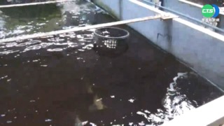 養魚髒水誆抗癌 1罐賣2500元!檢調抓人
