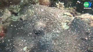 壯觀! 墾丁珊瑚產卵爆發 墾管處今晚直播