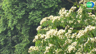 新北7條綠色賞螢路線 搭大眾運輸可抵達