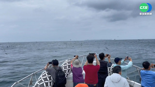 澎湖跳島賞鷗季 乘風破浪探索生態之美