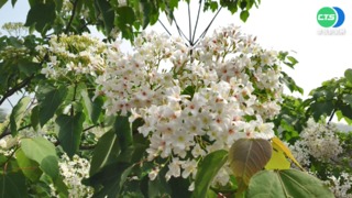 八卦山桐花大爆發 彰化"四月雪"美翻