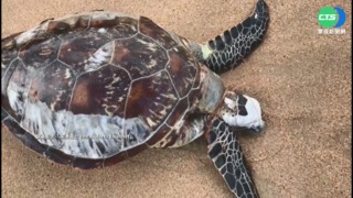海龜困漁網恆春外海漂浮 漁民搭救海放