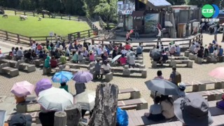 油桐花如白雪超浪漫 疫情影響遊客數大減