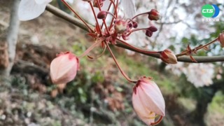 嘉義花海賞不完! 藍花楹.花旗木色彩繽紛