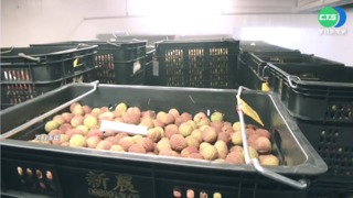 高雄連日雨荔枝減產 一台斤最高上看300元