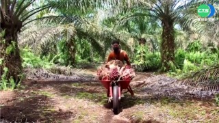 印尼4/28起禁棕櫚油出口 恐加劇全球通膨