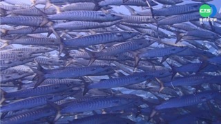 小琉球"梭魚風暴" 壯觀畫面震撼潛客