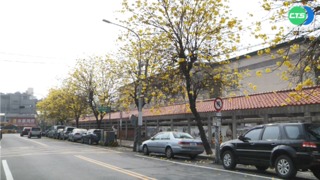 賞花美景的背後... 惡臭.車輛打滑.居民過敏