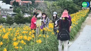 金針花海鮮豔綻放 疫情影響祭總量管制