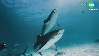 虎鯊張口狠咬攝影機 驚險瞬間全都錄