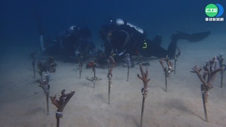澎湖珊瑚白化嚴重 海管處"扦插"盼復育