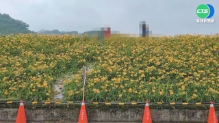 苗栗超夯賞花秘境 爆踩金針花海亂象