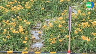 苗栗賞花秘境曝光後 遊客踩爛金針花海