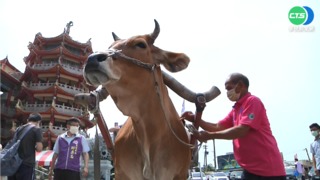 體驗古早漁村採蚵 彰化"海牛文化節"登場