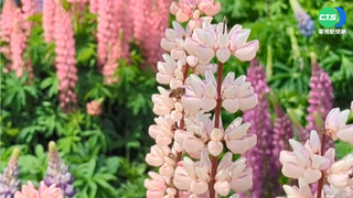 彩色"母親花" 福壽山農場魯冰花盛開