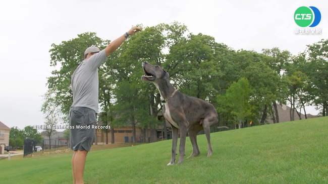 世上最高大的狗! 美國大丹犬身高104.6公分 | 華視新聞