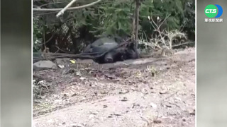 野放黑熊山區遭殺害 遺體送驗偵辦