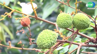 雲林荔枝災損近3成 農民嘆恐血本無歸