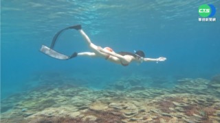 澎湖海底薰衣草森林 遊客浮潛爭睹美景