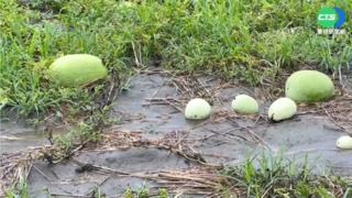 著果期遇春雨 彰化福興西瓜爛近8成