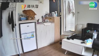 疑"寵物貓"誤觸電陶爐開關 險釀民宅火警