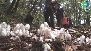 山中小精靈! 梅雨季杉林溪"水晶蘭"大爆發
